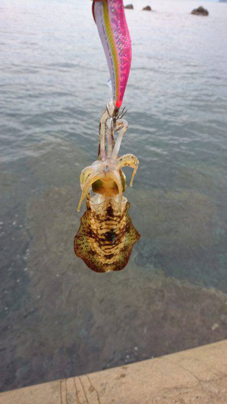 サイズダウンしてます