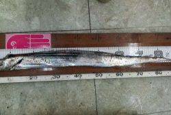 ハマチ、サゴシ、太刀魚