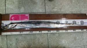 ハマチ、サゴシ、太刀魚