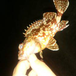 久しぶりです アジング。