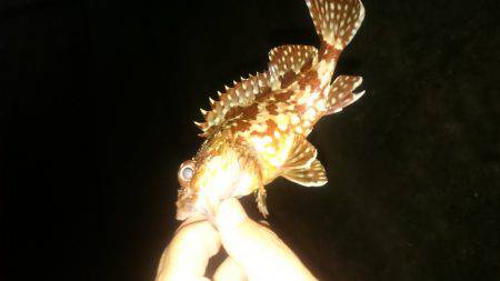 久しぶりです アジング。