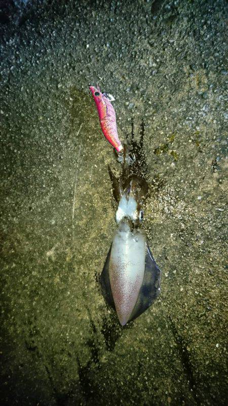 久美浜～宮津矢原エギング