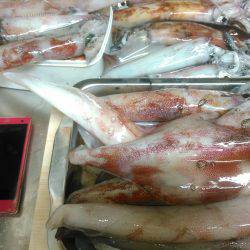 オッパイにくわえつく、シロイカ