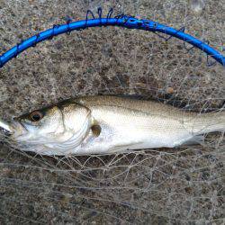 ルアーで初のビッグサイズ