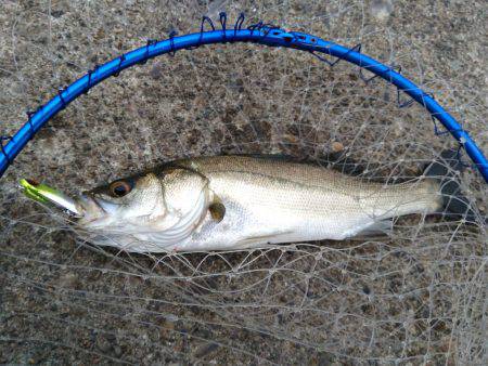 ルアーで初のビッグサイズ