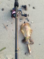 本日の早朝エギング