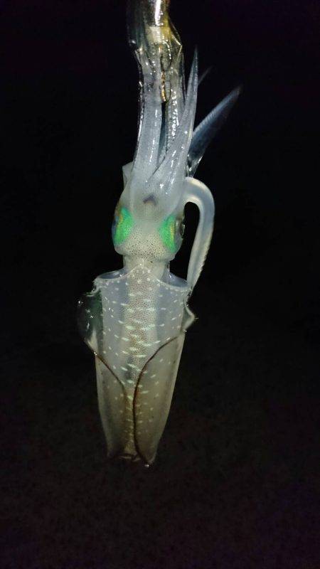 長江～竹野エギング