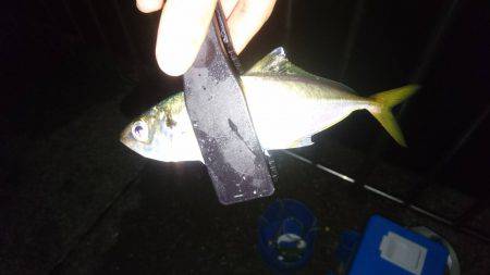 横須賀アジング