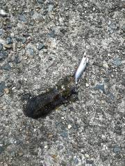 午後からデイエギング