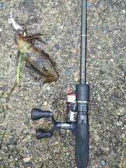 雨中のエギング