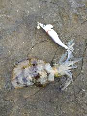 今日は渋かった