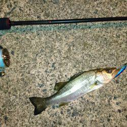 台風後チーバス