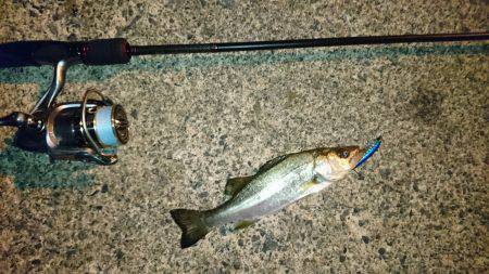 台風後チーバス