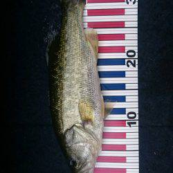 初めてのブラックバス