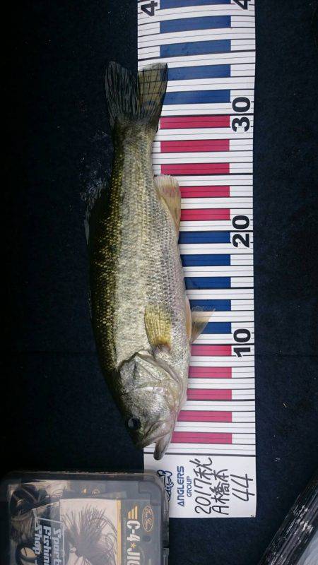 初めてのブラックバス