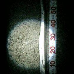 イカ狙いがタチウオとハモ