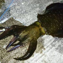 再び林崎でアオリイカ