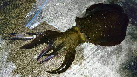 再び林崎でアオリイカ