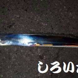 再びタチウオ爆釣!父と行く。