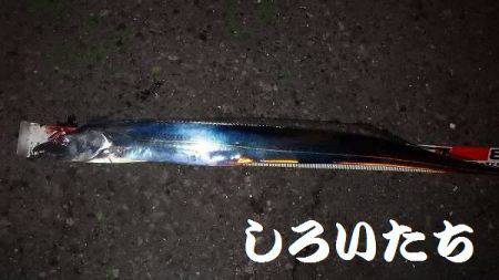 再びタチウオ爆釣!父と行く。