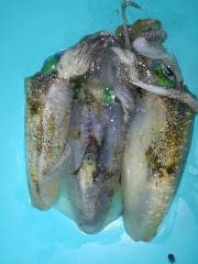 午後からエギング