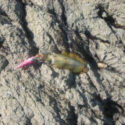 舞鶴アオリイカ目指せ爆釣隊