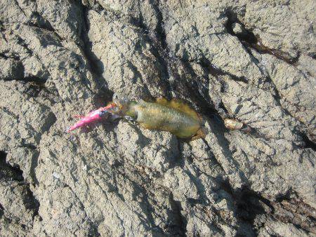 舞鶴アオリイカ目指せ爆釣隊