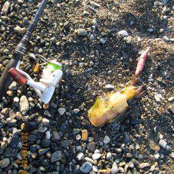 餌木３号にも・・・元気だねぇ～