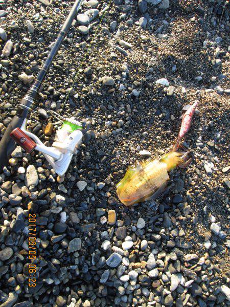 餌木３号にも・・・元気だねぇ～