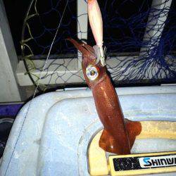 そろそろ終盤の明石ケンサキイカ