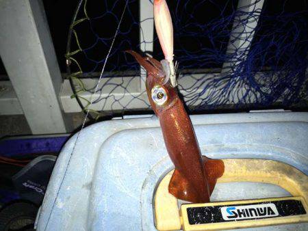 そろそろ終盤の明石ケンサキイカ