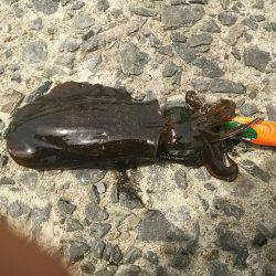 ４日お昼休みにエギング