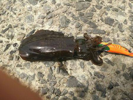 ４日お昼休みにエギング