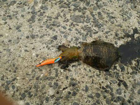 9/5お昼休みエギング