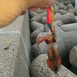 ６日お昼休みエギング