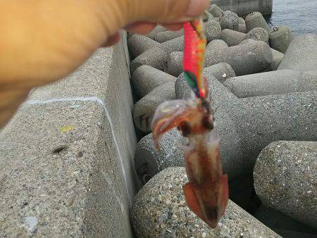 ６日お昼休みエギング