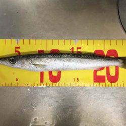 水軒鉄鋼団地で今期初タチウオ…とオマケ