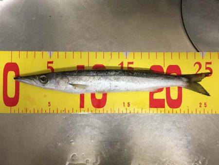 水軒鉄鋼団地で今期初タチウオ…とオマケ