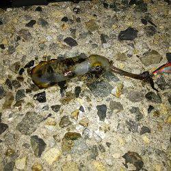 台風前にエギング