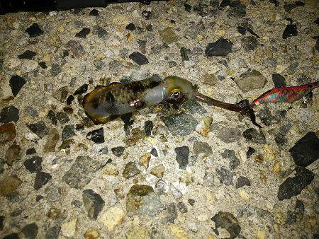 台風前にエギング