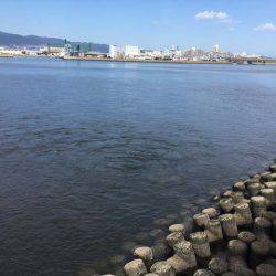 そろそろ盛期入り、武庫川尻のサヨリ！