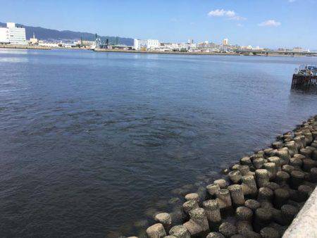 そろそろ盛期入り、武庫川尻のサヨリ！