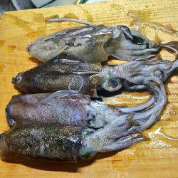 エギングで新子