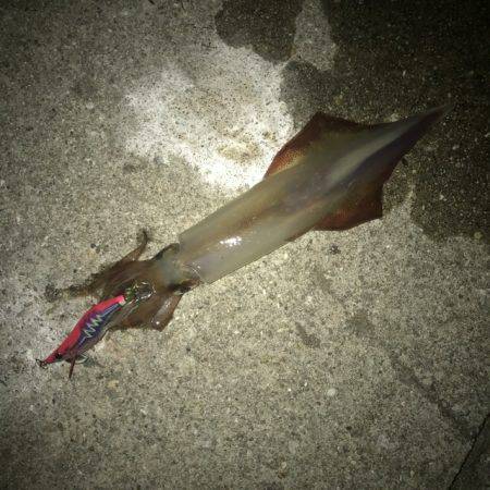 新子、ケンサキ調査