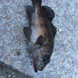 今日アジいるかなぁ