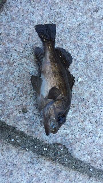 今日アジいるかなぁ