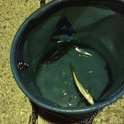 げきしぶアジング