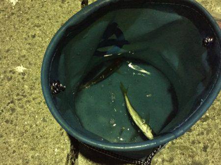 げきしぶアジング