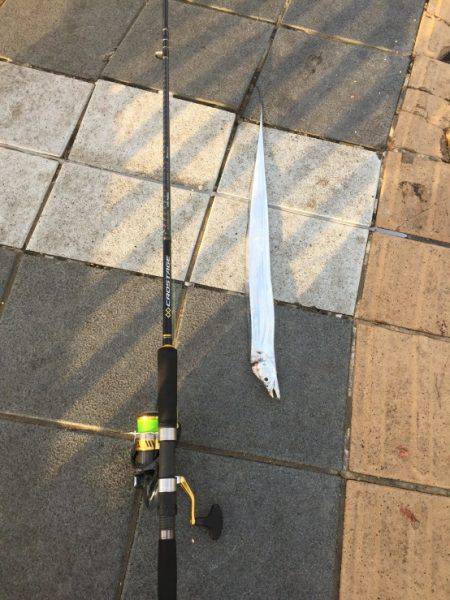 マリーナシティ釣果