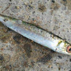 ファミリーフィッシングでGET！！